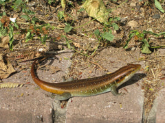 Trachylepis perrotetii Red sided Skink