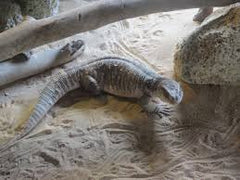 Varanus exanthematicus