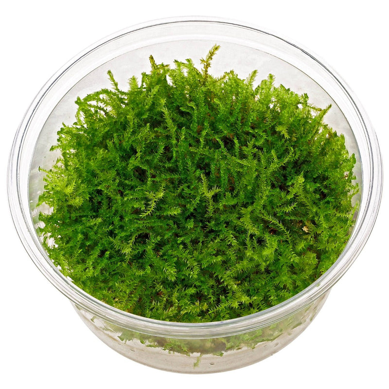 Vesicularia Montagnei 'christmas' - In Vitro Cup