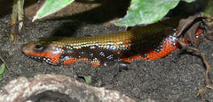 Riopa Fernandi (Vuurskink)
