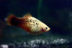 Xiphophorus Maculatus Red White Spotted Platy