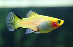 xiphophorus maculatus platy victorie geel