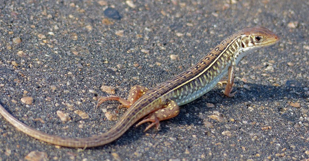 Gerrhosaurus Flavigularis