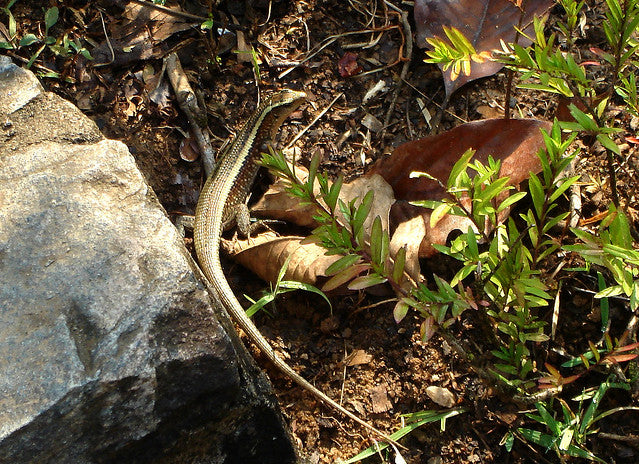 Zonosaurus ornatus