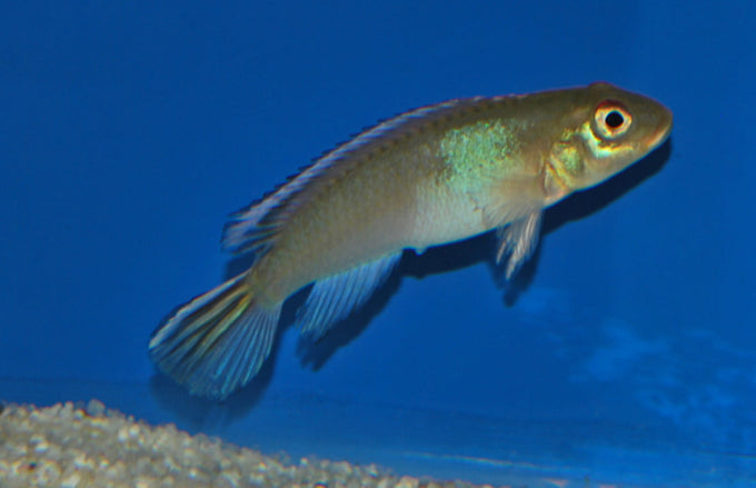 Ziektes in het zoetwateraquarium herkennen en aanpakken