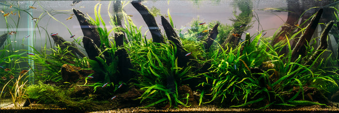 Aquariumplanten kiezen: makkelijk beginnen, mooi doorgroeien