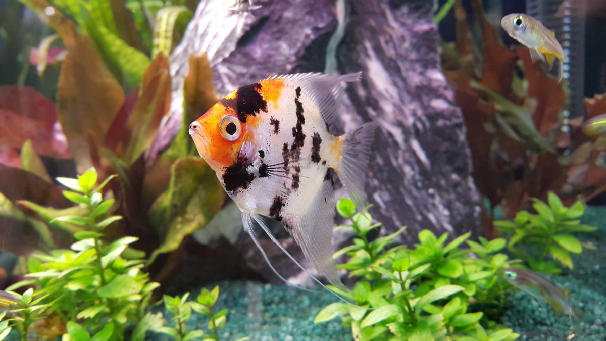 Maanvis in een beplant zoetwateraquarium