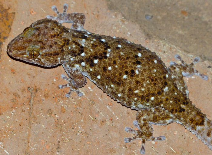 Gekko's vergeleken: luipaardgekko, wimpergekko en daggekko