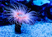 Cerianthus