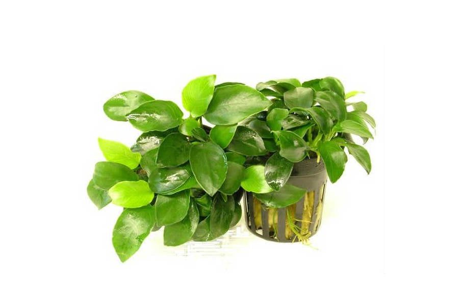 Anubias & Bucephalandra