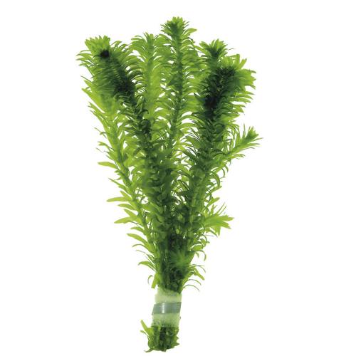 Bundelplanten