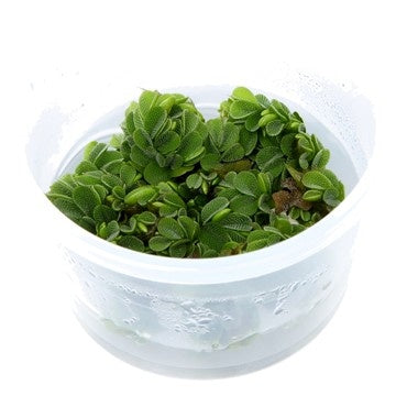 Drijfplanten