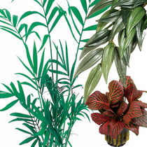 Terrariumplanten