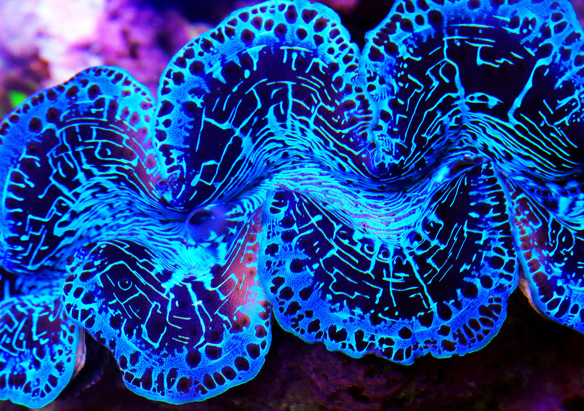Tridacna