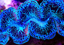 Tridacna