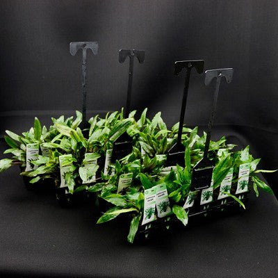 Aquascape startpakketten