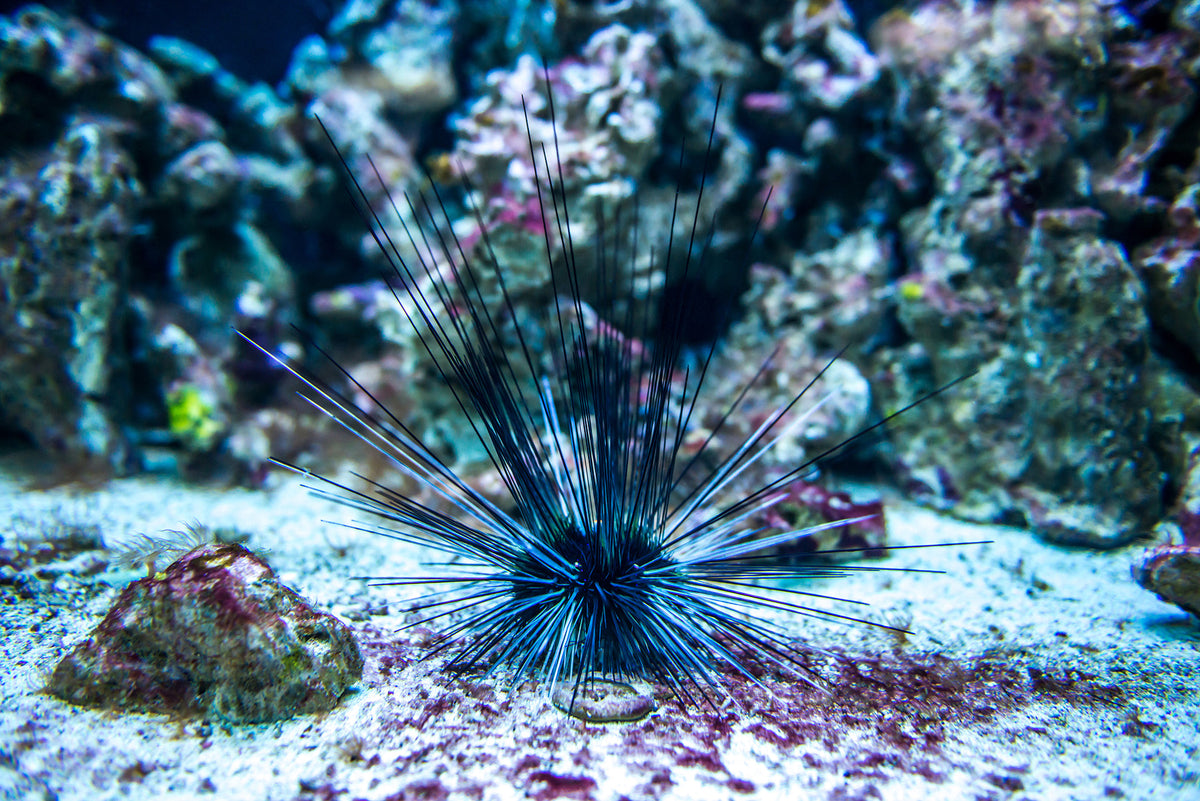 Lagere dieren & Schoonmaakploeg