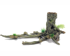 BLUE BELLE PACIFIC ROOT WITH PLANTS NO 2 53X28X23 CM