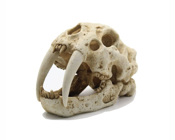 Blue Belle Pacific Tiger Skull 23x13x16 cm