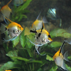 Pt.scalare   Maanvis koi XL