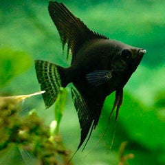 Pt.scalare   Maanvis zwart 6-7 cm.