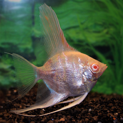 Pt.scalare   Maanvis albino SM