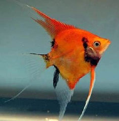 Pt.scalare sp.red devil long fin SM