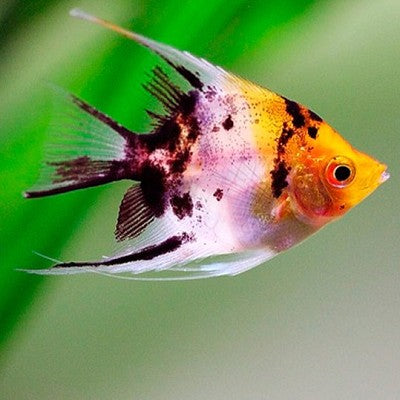 Pt.scalare   Maanvis red devil  koi M
