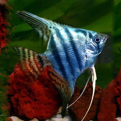 Pt.scalare Maanvis blue pinoy SM