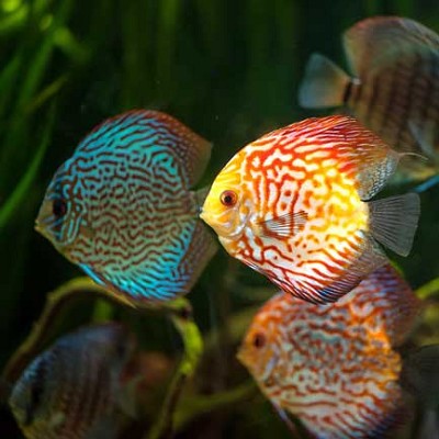 S.discus   Discus mix 8-10 cm