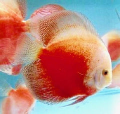 S.discus   Rising sun 6-7 cm