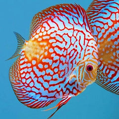 S.discus   Discus checkerboard 6-7