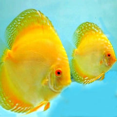 S.discus   Discus gold 6-7 cm