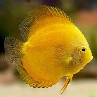 S.discus   Discus marlboro yellow 8-10