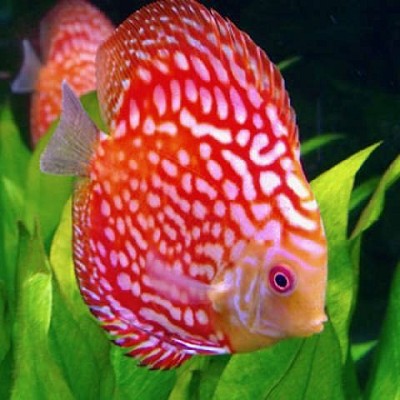 S.discus   Discus pigeon blood 7-8 cm