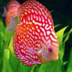 S.discus   Discus pigeon blood 8-10 cm
