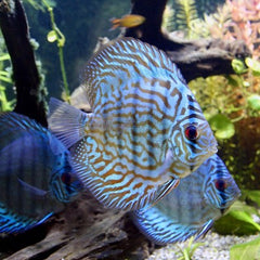 S.discus Discus blue turquoise 5-6