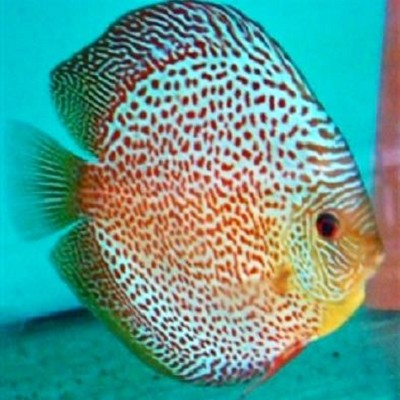 S.discus   Discus blue snakeskin 6-7 cm