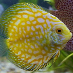 S.discus  Discus pigeon bld yellow 10-12
