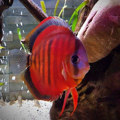 S.discus   San merah 6-7 cm