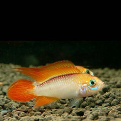 Apistogramma agassizii fire red ML