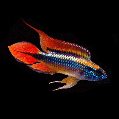 Apistogramma agassizii super red