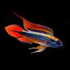 Apistogramma agassizii super red ML