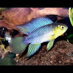 Apistogramma borelli   Dwergcichlide ML