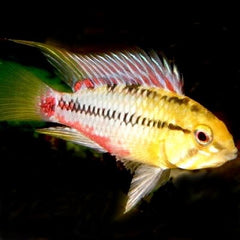 Apistogramma hongsloi red ML
