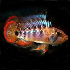 Apistogramma baenschi inca ML