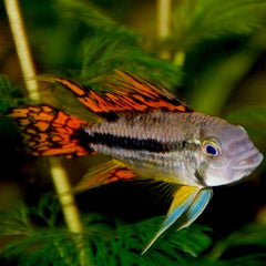 Apistogramma cacatuoides double rood