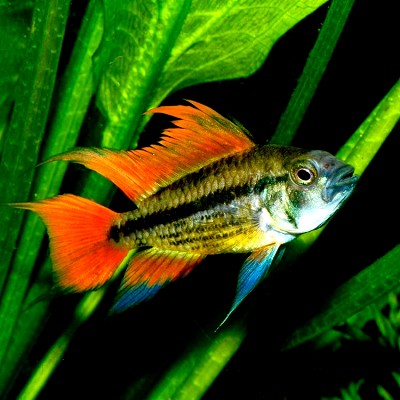 Apistogramma cacatuoides oranje