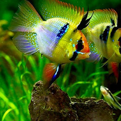 Apistogramma ramirezi balloon M