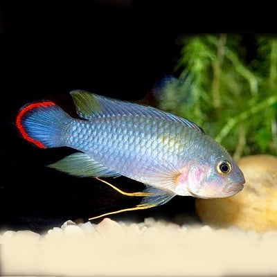 Apistogramma pandurini ML